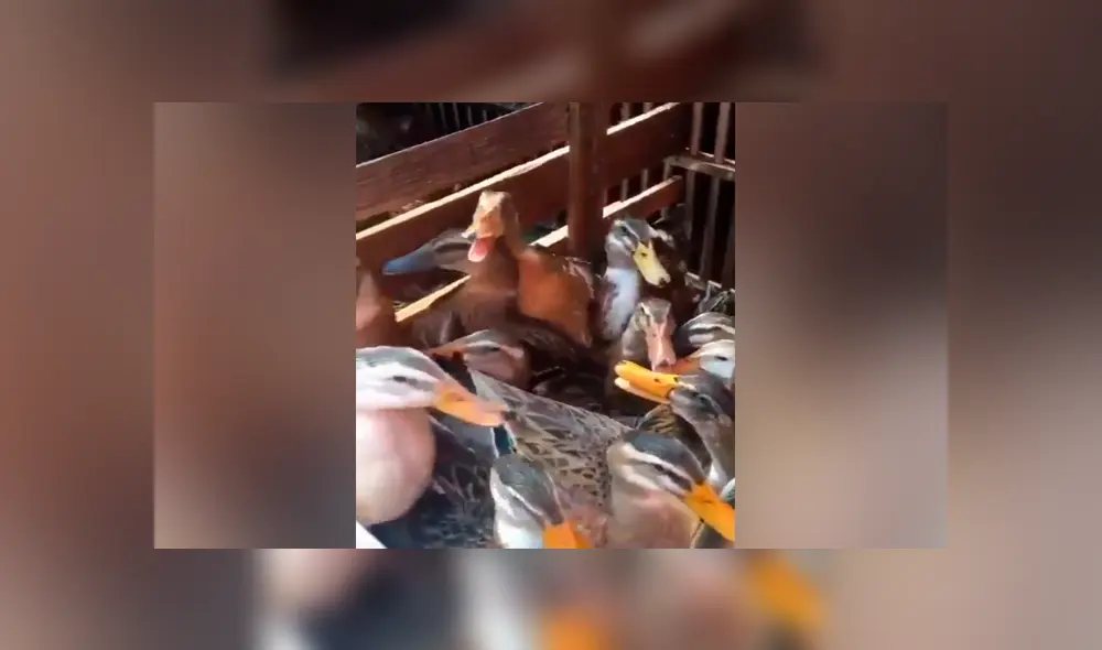 Desliza para ver los momentos más importantes del video que se hizo viral en Facebook.