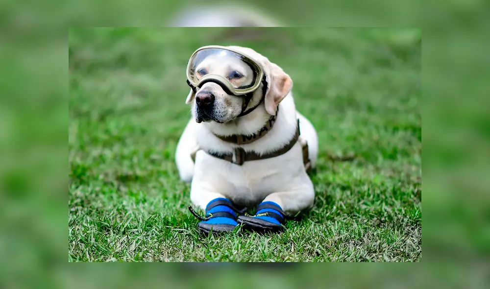 Después de diez años de servicio, la labradora Frida se jubila en medio de honores. Foto: Difusión Después de diez años de servicio, la labradora Frida se jubila en medio de honores. Foto: Difusión