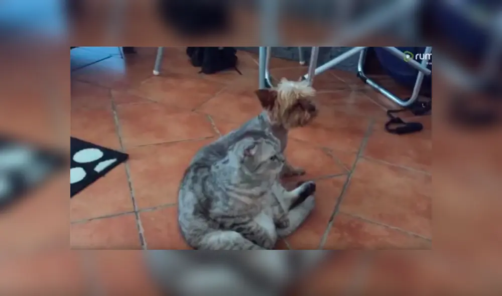 Un chica grabó en un video viral de Facebook el instante en que encontró a su gato y perro en un simpática escena que dio la vuelta al mundo.