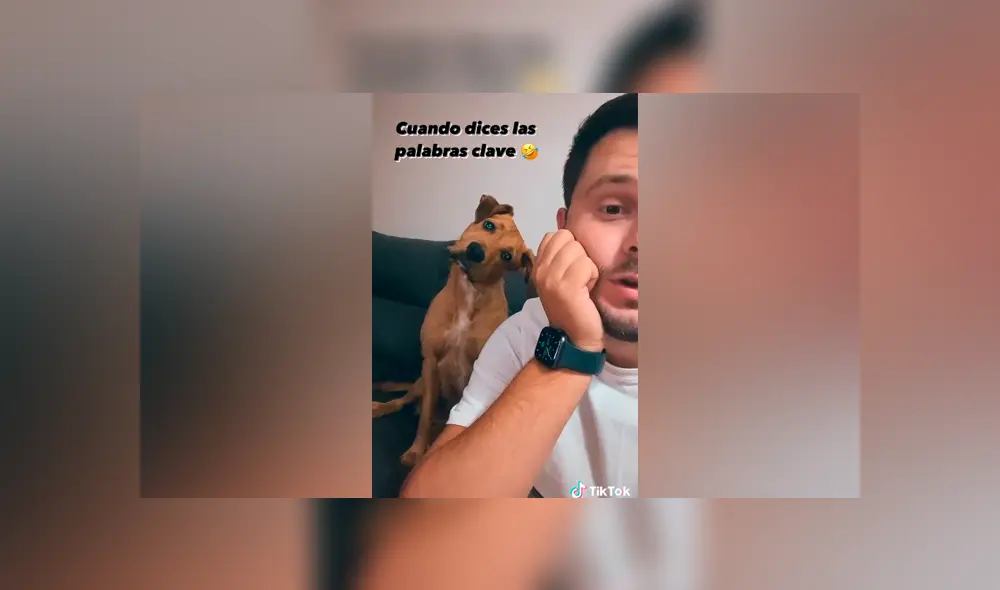 Desliza las imágenes para ver la curiosa reacción de este can al escuchar su ‘palabra favorita’. Fotocapturas: Javi Escudero/TikTok