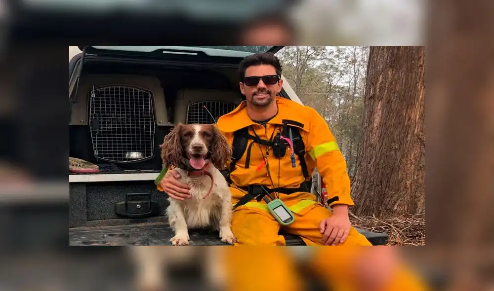 Taylor, la perrita héroes que ayudó a salvar koalas de los incendios en Australia. Foto: EFE Taylor, la perrita héroes que ayudó a salvar koalas de los incendios en Australia. Foto: EFE