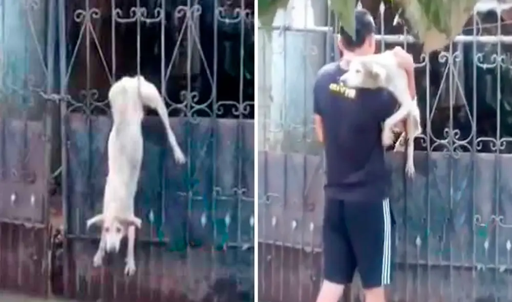 Desliza las imágenes hacia la izquierda para ver el solidario gesto de un joven con un perrito atrapado durante las inundaciones. Foto: TikTok