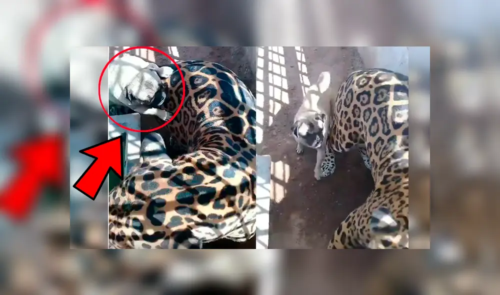 Turista captó la inesperada reacción de un enorme jaguar ante la molestosa insistencia de un cachorro pug que no deja de morderlo y acosarlo