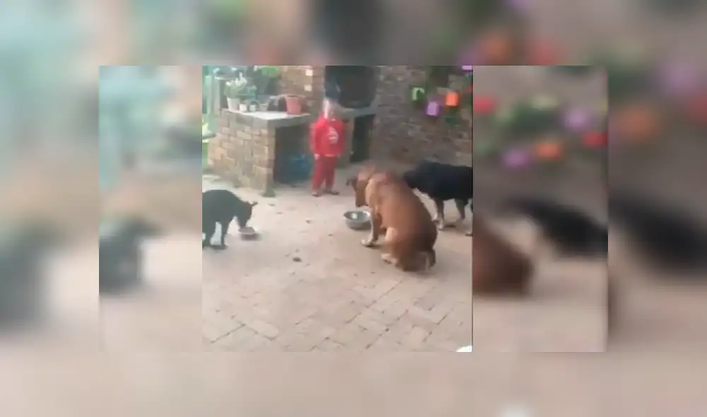 Video es viral en YouTube. Los animales se ganaron la admiración de todos con su ejemplar comportamiento antes de empezar a comer