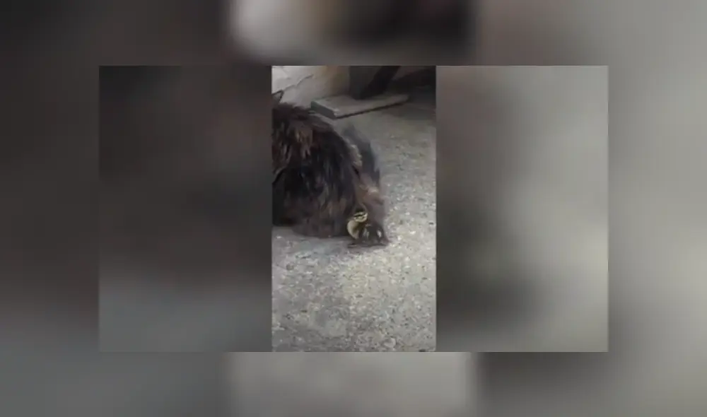 Desliza las imágenes hacia la izquierda para observar la emotiva escena entre un pato bebé y un gato. Foto: Caters Clips.