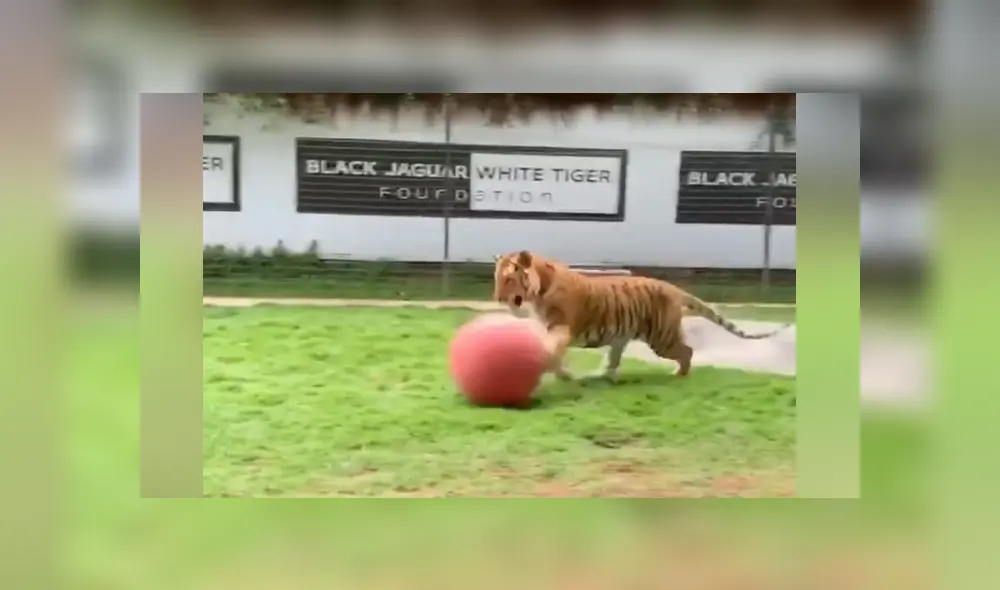 Desliza hacia la izquierda para ver las imágenes del viral de YouTube. Foto: Captura. Desliza hacia la izquierda para ver las imágenes del viral de YouTube. Foto: Captura.