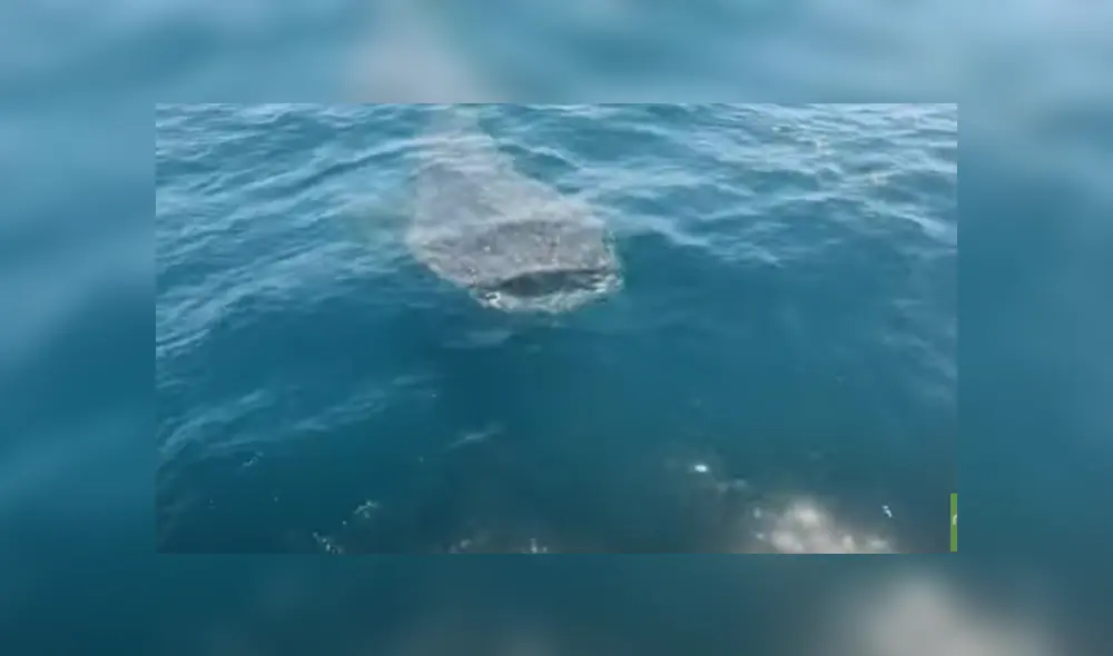 Desliza hacia la izquierda para ver las imágenes del viral de YouTube. Foto: Rumble Viral.