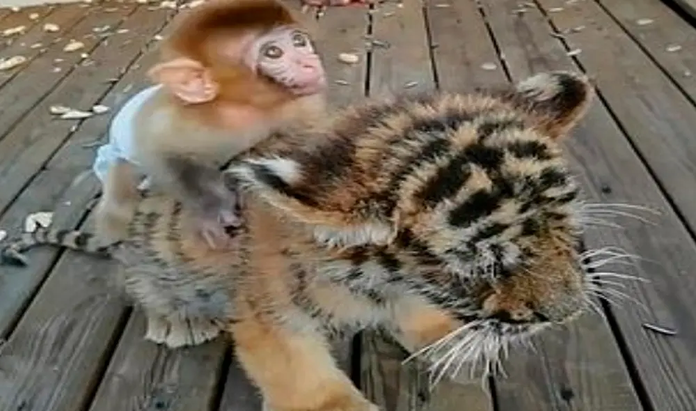 Desliza hacia la izquierda para ver las imágenes del monito y el tigre que se han convertido en los mejores amigos de un zoológico chino. Foto: captura de YouTube