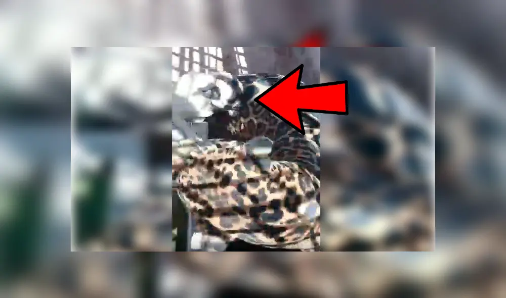 Turista captó la inesperada reacción de un enorme jaguar ante la molestosa insistencia de un cachorro pug que no deja de morderlo y acosarlo