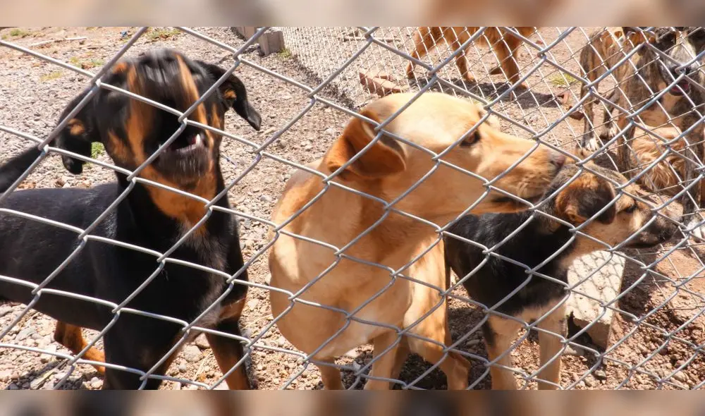 Intensificará operativos contra venta de perros y felinos. Intensificará operativos contra venta de perros y felinos.