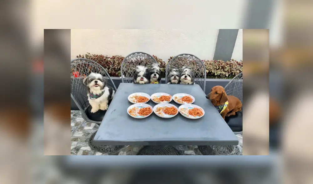 Desliza a la izquierda para ver más imágenes de estos obedientes cachorros que son virales en Facebook. Desliza a la izquierda para ver más imágenes de estos obedientes cachorros que son virales en Facebook.