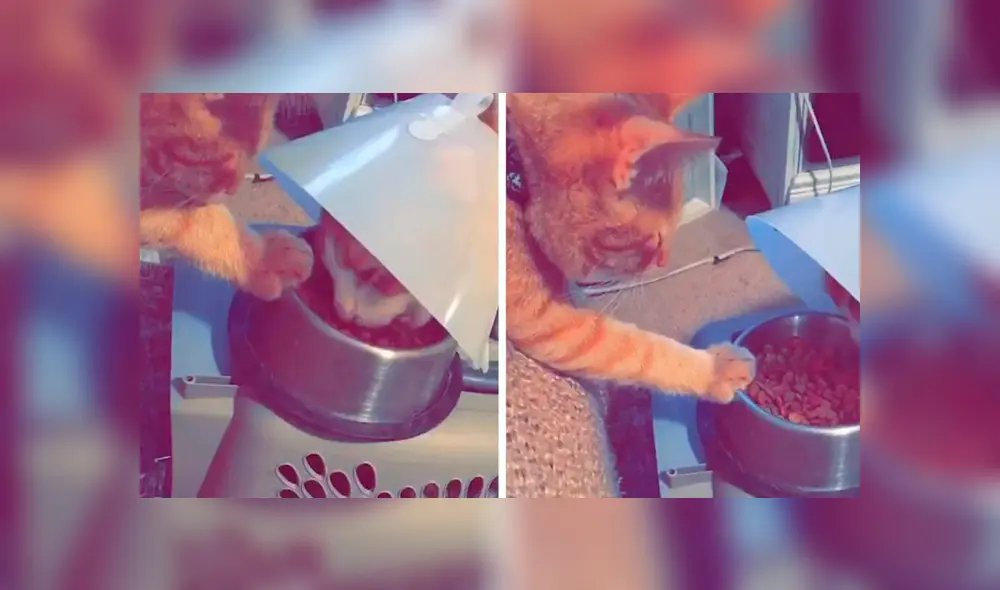 Desliza las imágenes hacia la izquierda para apreciar la tierna acción de un gato para ayudar a su ‘mejor amigo’.