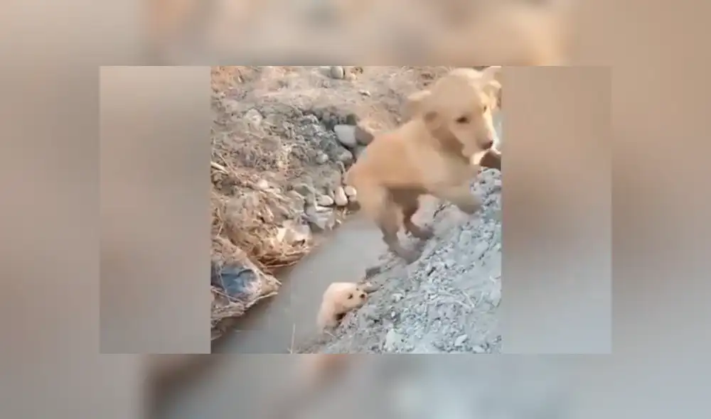 YouTube viral: perrito estaba a punto de caer, pero su mamá se arriesga para salvarlo [VIDEO]