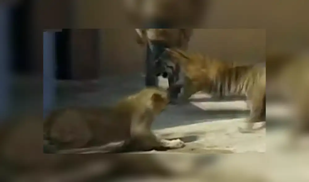 El pequeño león demostró toda su ferocidad y dejó en ridículo a un temible león dentro de un recinto de felinos. Foto: captura El pequeño león demostró toda su ferocidad y dejó en ridículo a un temible león dentro de un recinto de felinos. Foto: captura