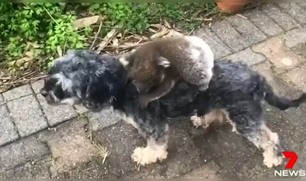 Los koalas dependen mucho de su madre cuando son bebés por lo que si no está, es muy difícil que sobrevivan. Vía Facebook Foto: captura Los koalas dependen mucho de su madre cuando son bebés por lo que si no está, es muy difícil que sobrevivan. Vía Facebook Foto: captura