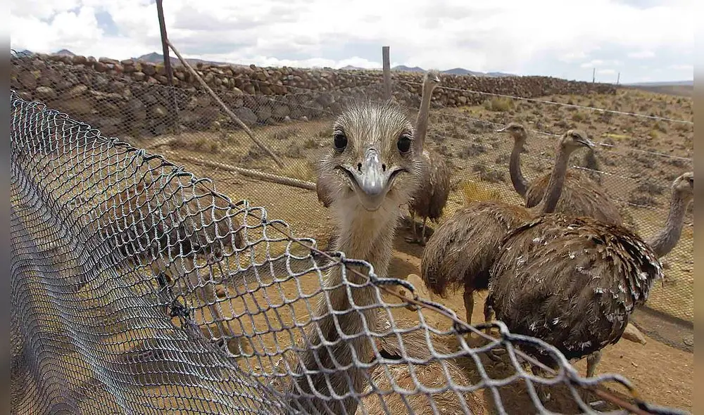 en cautiverio.  Las aves habitan un área de 140 hectáreas en la provincia de El Collao, ahí se reproducen con normalidad sin el asedio de los cazadores furtivos o animales salvajes.