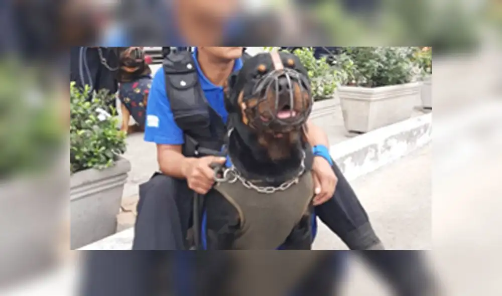 Draco, integrante de la brigada canina del distrito, es de mucha ayuda para los serenos. (Foto: Municipalidad de Surquillo)