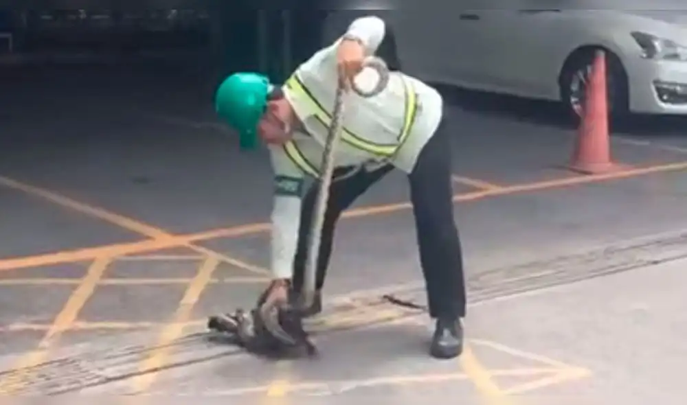 YouTube viral: hombre salva a un gato de una muerte segura con espectacular truco