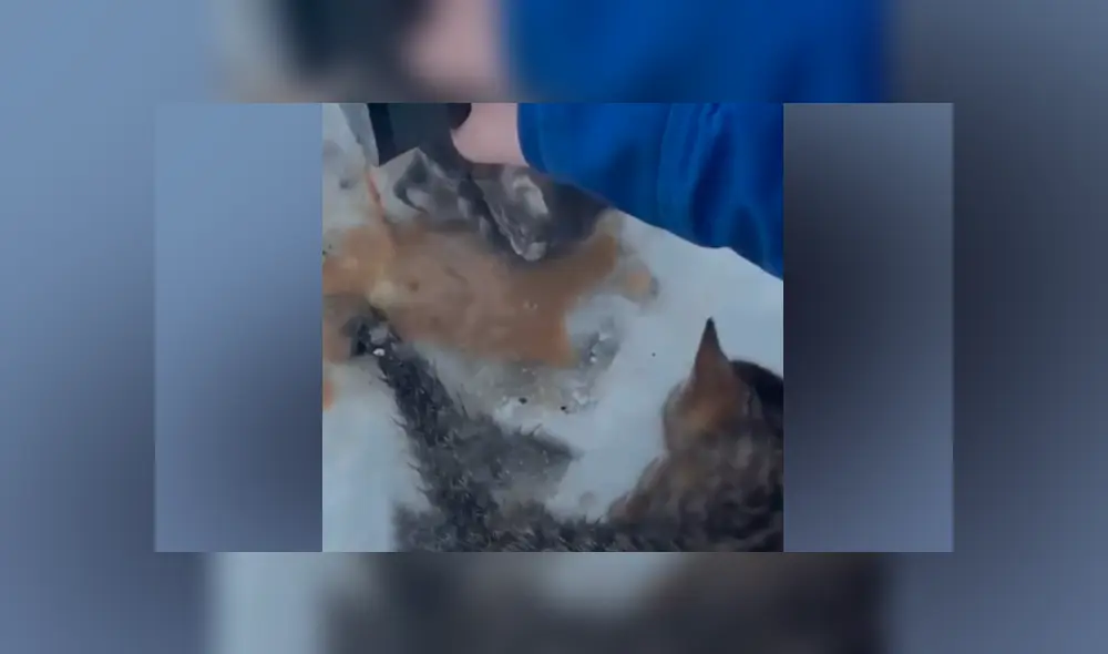 El canadiense Kendall Diwisch rescató a los gatos que fueron abandonados en el hielo.