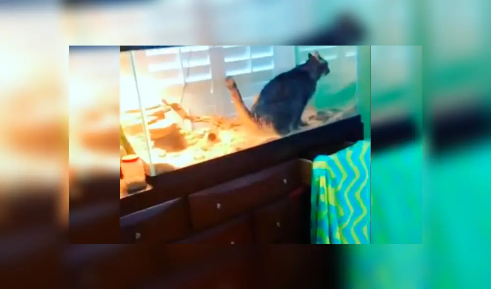 Desliza las imágenes para observar la terrible acción que realizó un gato cuando su dueña lo dejó solo en casa.