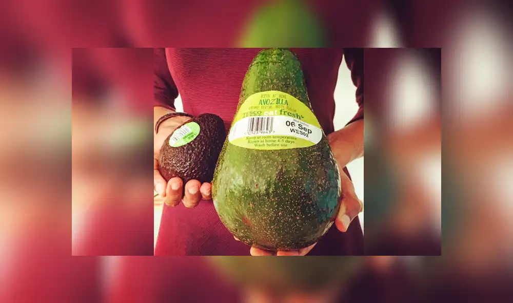 Conoce a 'Avozilla', la gigantesca palta que causa furor en Australia [FOTOS]