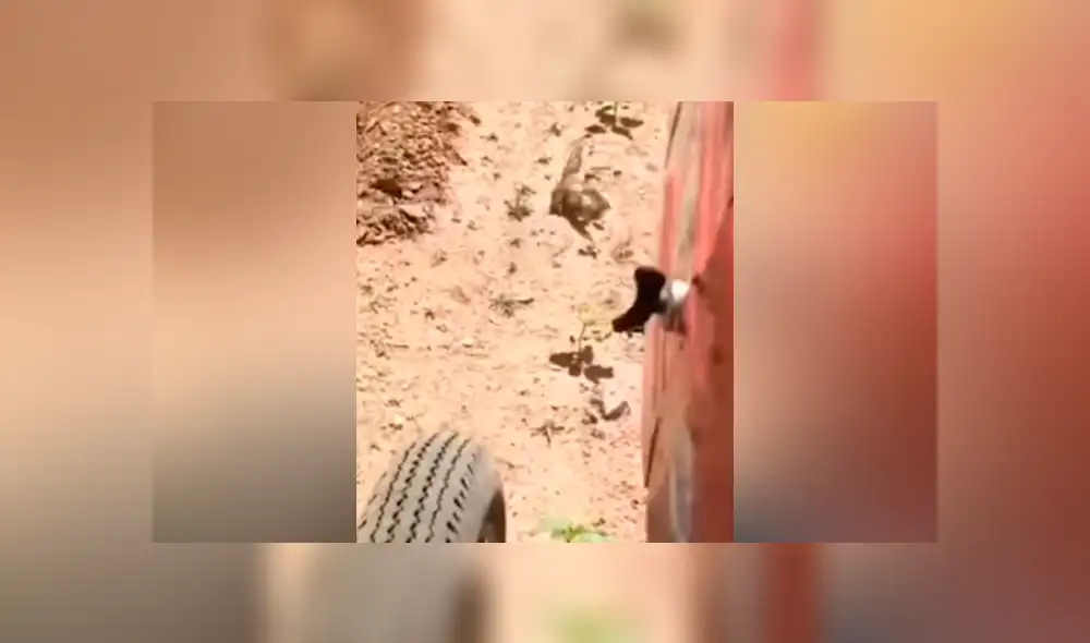 Facebook viral: mamá ave para enorme tractor con su aleteo y evita un trágico final [VIDEO] 