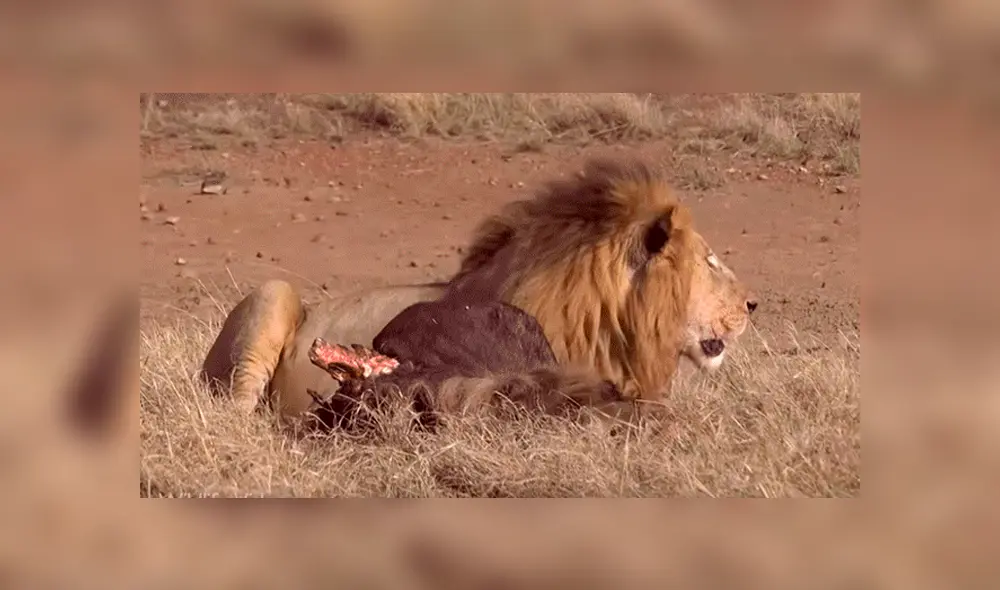 YouTube viral: León ‘macho alfa’ destruye columna de aprendiz que intentó quitarse su presa [VIDEO] 