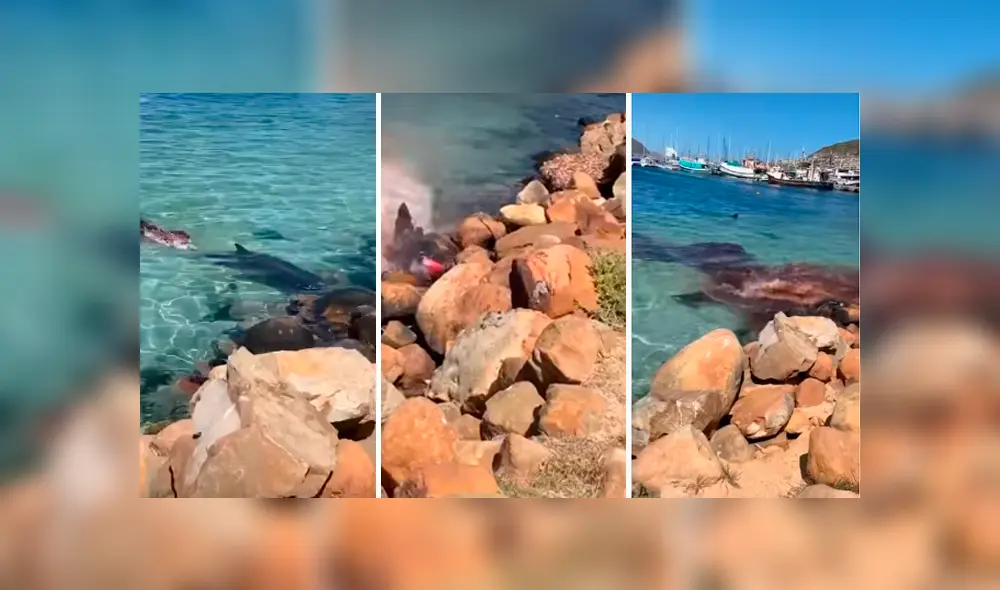 Desliza hacia la izquierda para ver la brutal pelea de los animales marinos. Imágenes virales de Facebook. Desliza hacia la izquierda para ver la brutal pelea de los animales marinos. Imágenes virales de Facebook.