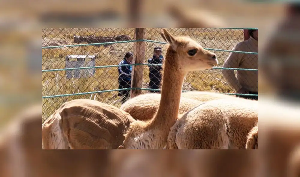 Arequipa: Organizan primer festival de Chaku en Yanque 