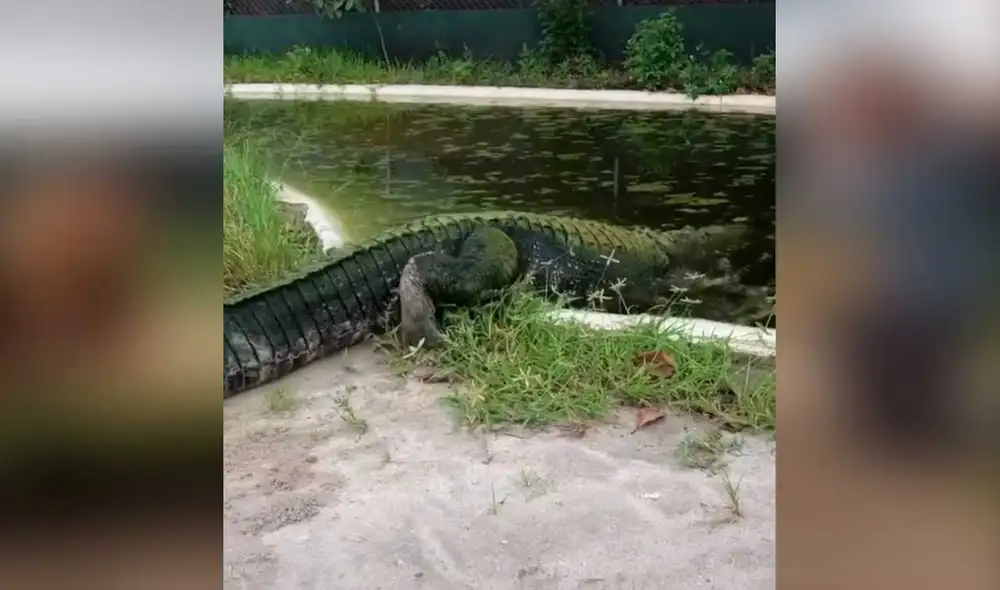 Desliza las imágenes para ver la singular escena que protagonizó este furioso reptil al no poder disfrutar de su comida. Foto: Captura de Tiktok/Christopher Gillette Desliza las imágenes para ver la singular escena que protagonizó este furioso reptil al no poder disfrutar de su comida. Foto: Captura de Tiktok/Christopher Gillette