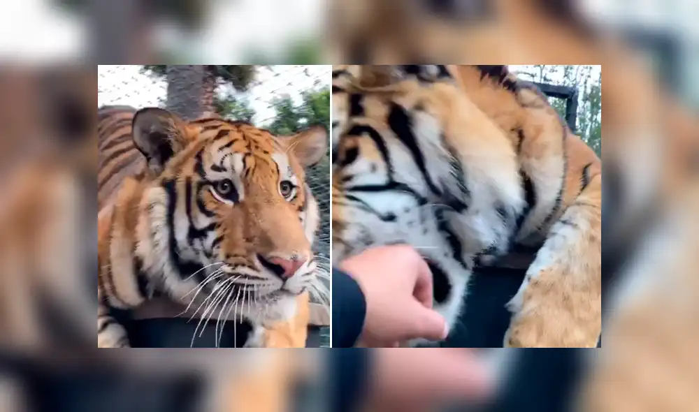 Desliza hacia la izquierda para ver el encuentro del cuidador de felinos con el tigre, escena que es viral en Facebook. Desliza hacia la izquierda para ver el encuentro del cuidador de felinos con el tigre, escena que es viral en Facebook.