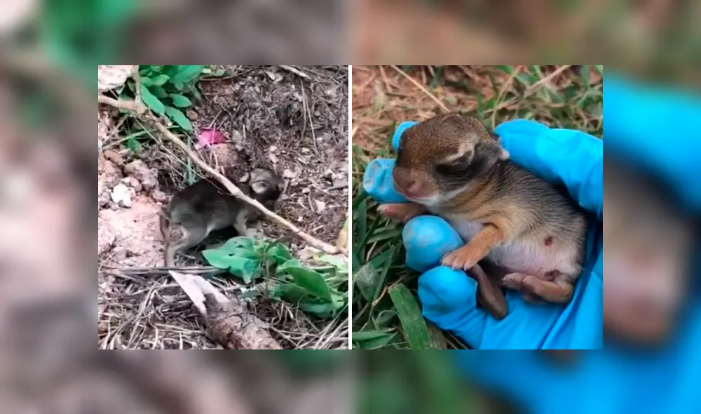 El recién nacido, aún no habría los ojos y buscaba a su mamá para alimentarse. Foto: Jessica Lee/TikTok