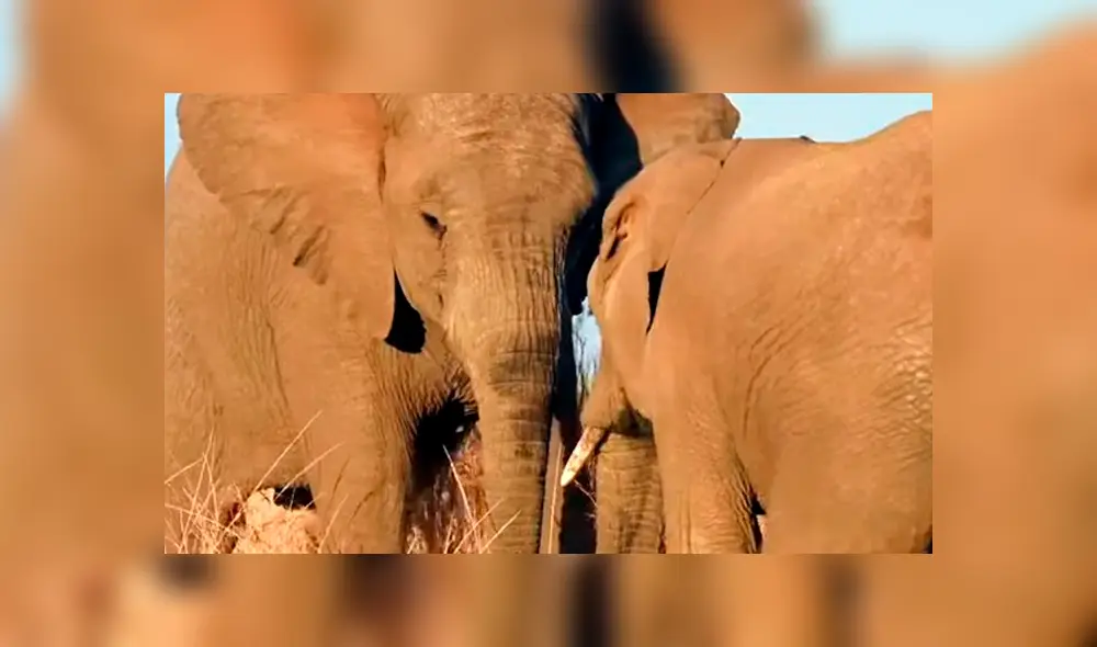 Los elefantes corren un gran riesgo con la polémica medida de los países del sur de África.