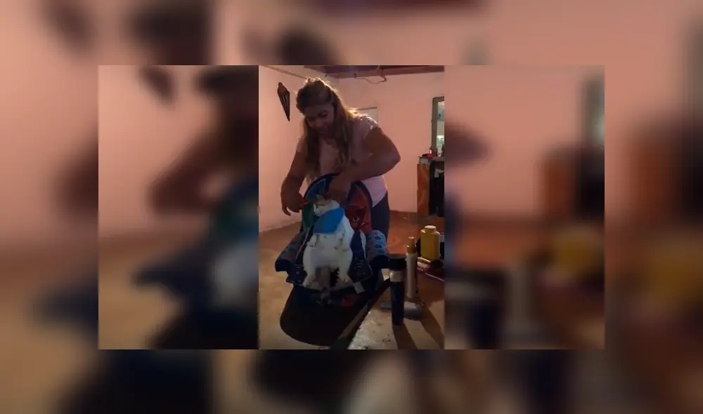 Desliza las imágenes para apreciar el inesperado comportamiento de un gato cuando su dueña le corta los pelos.