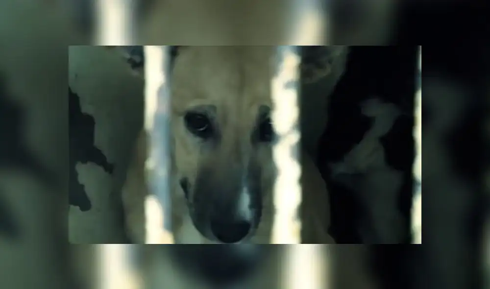 Institución policial pide reflexionar sobre las formas de maltrato contra los perros. (Foto: Captura de video / Facebook PNP) Institución policial pide reflexionar sobre las formas de maltrato contra los perros. (Foto: Captura de video / Facebook PNP)