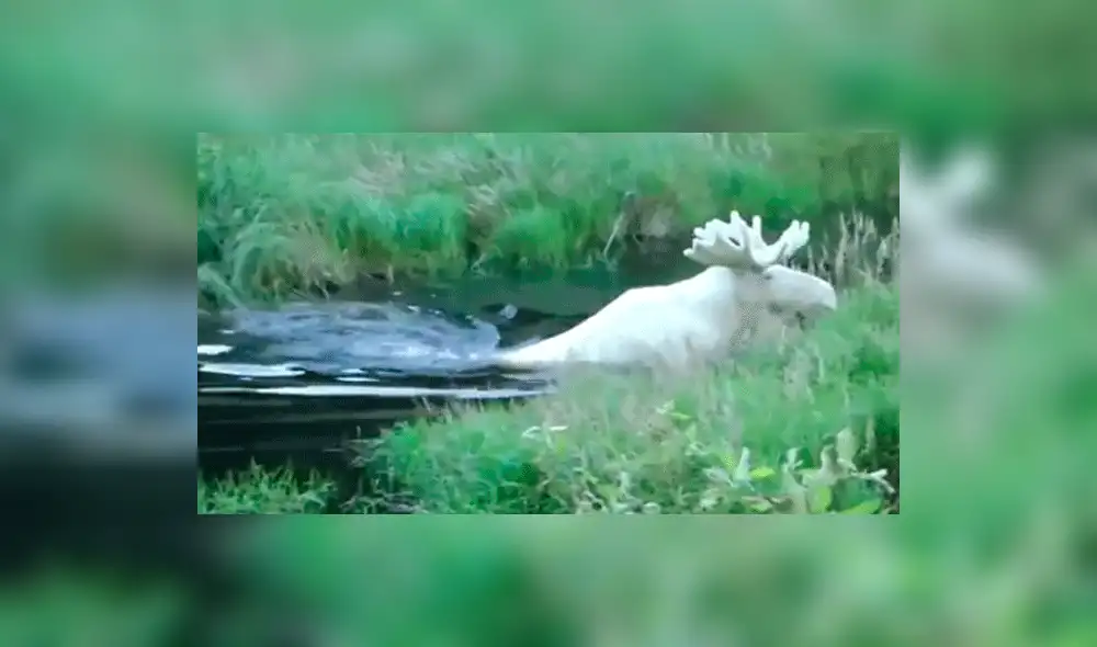 YouTube: difunden video de un raro y espectacular alce blanco en Suecia