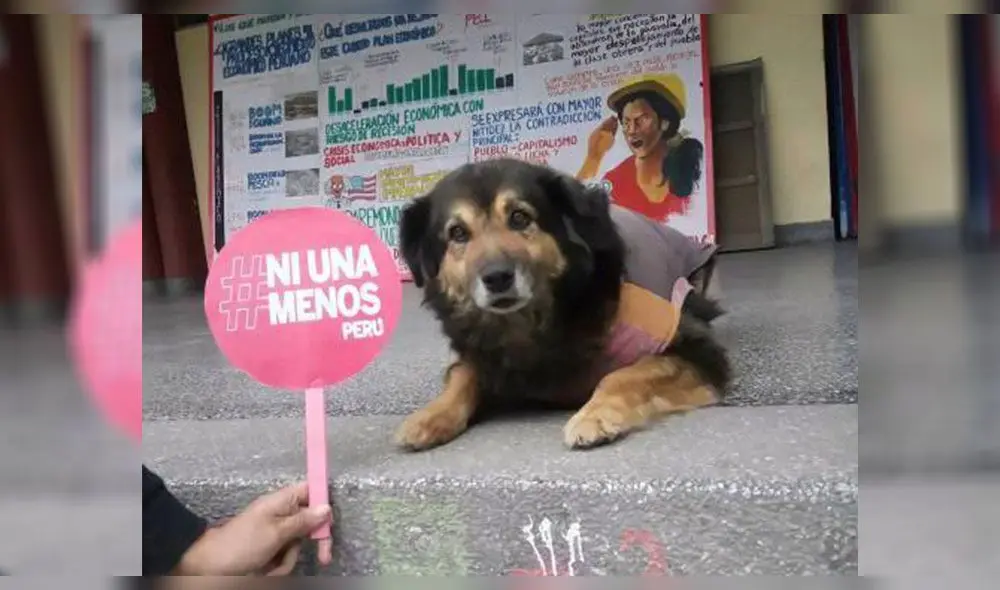 Pancho Cavero revela nombre y diagnóstico de 'Perrovaca' [VIDEO] 