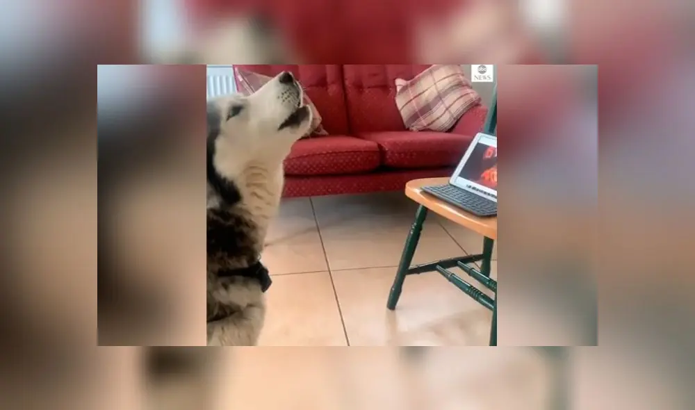 Desliza las imágenes para ver el dramático reencuentro que tuvieron estos dos perros por videollamada. Foto: ABC Noticias Desliza las imágenes para ver el dramático reencuentro que tuvieron estos dos perros por videollamada. Foto: ABC Noticias