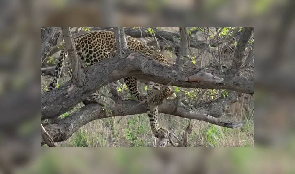 Para ver lo que pasó en el video de YouTube con leopardo y el antílope revisa nuestra galería de fotos deslizando cada imagen hacia la izquierda. Para ver lo que pasó en el video de YouTube con leopardo y el antílope revisa nuestra galería de fotos deslizando cada imagen hacia la izquierda.