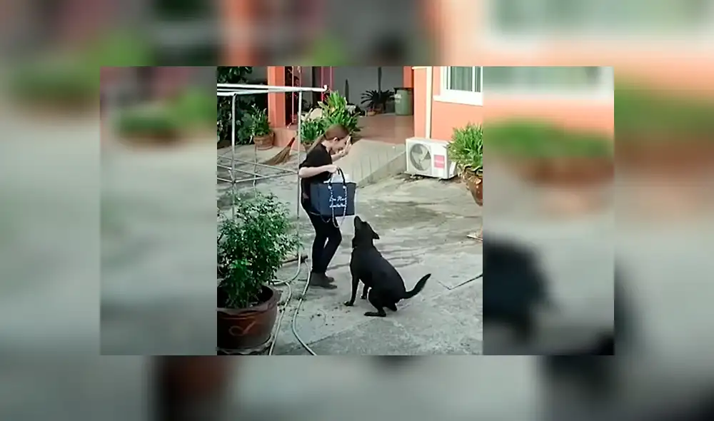 El gracioso episodio quedó registrado por cámaras de seguridad instaladas en la casa de la dueña del can. Video es viral en YouTube.