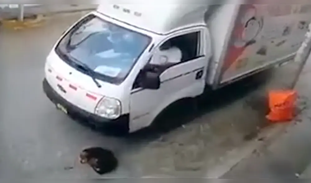 Camión atropella perro en La Libertad