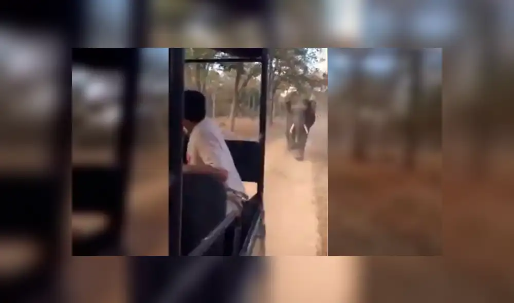 YouTube viral: elefante enojado intenta matar a turistas que invadieron su territorio [VIDEO]