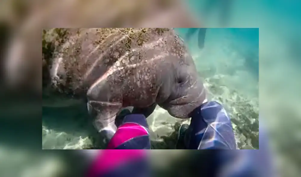 Desliza las imágenes para observar el curioso comportamiento de un manatí ante la presencia de un buceador. Desliza las imágenes para observar el curioso comportamiento de un manatí ante la presencia de un buceador.