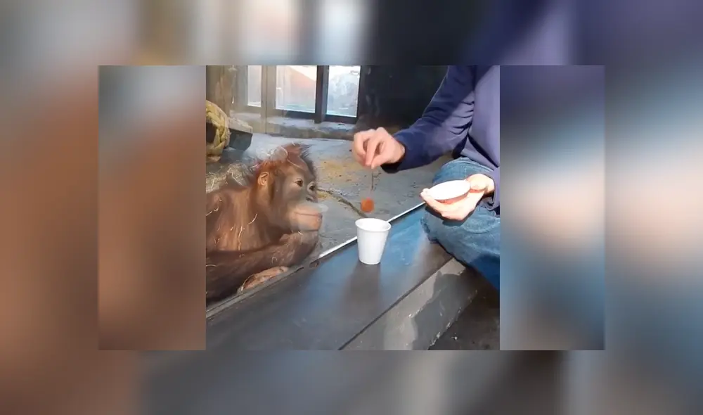 Facebook viral: hombre le hace truco de magia a enorme orangután y animal tiene curiosa reacción