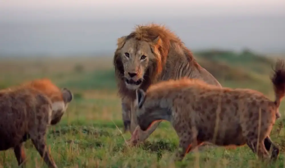 El león estaba aterrado al ver a la gran cantidad de hienas que lo rodeaban Foto: BBC Mundo / YouTube El león estaba aterrado al ver a la gran cantidad de hienas que lo rodeaban Foto: BBC Mundo / YouTube