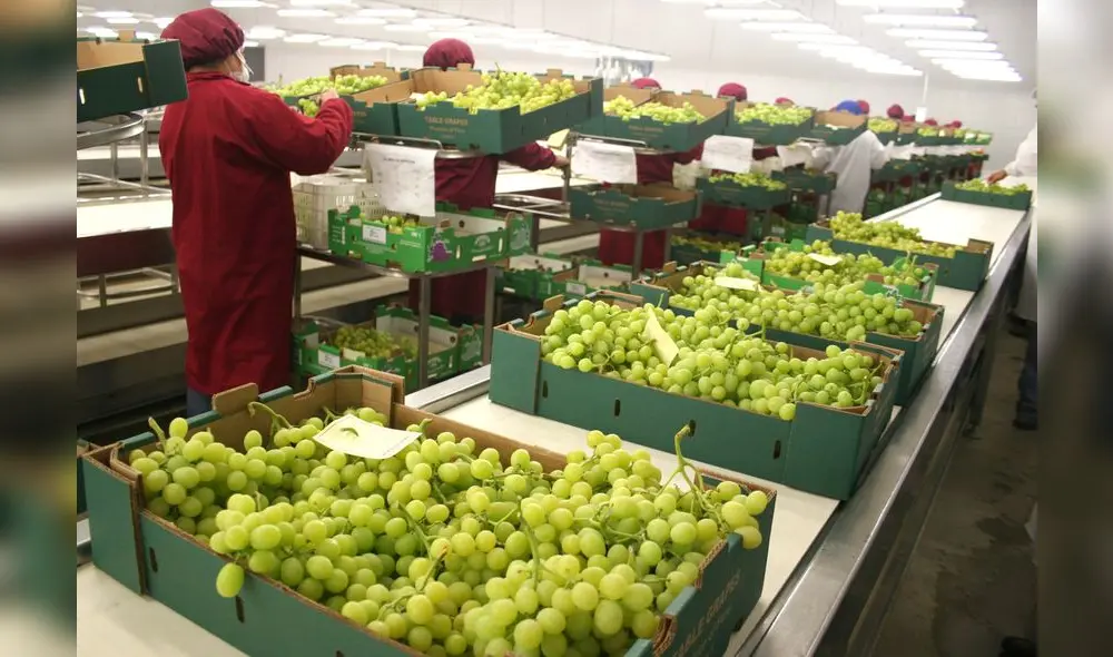 Minagri, exportación uvas