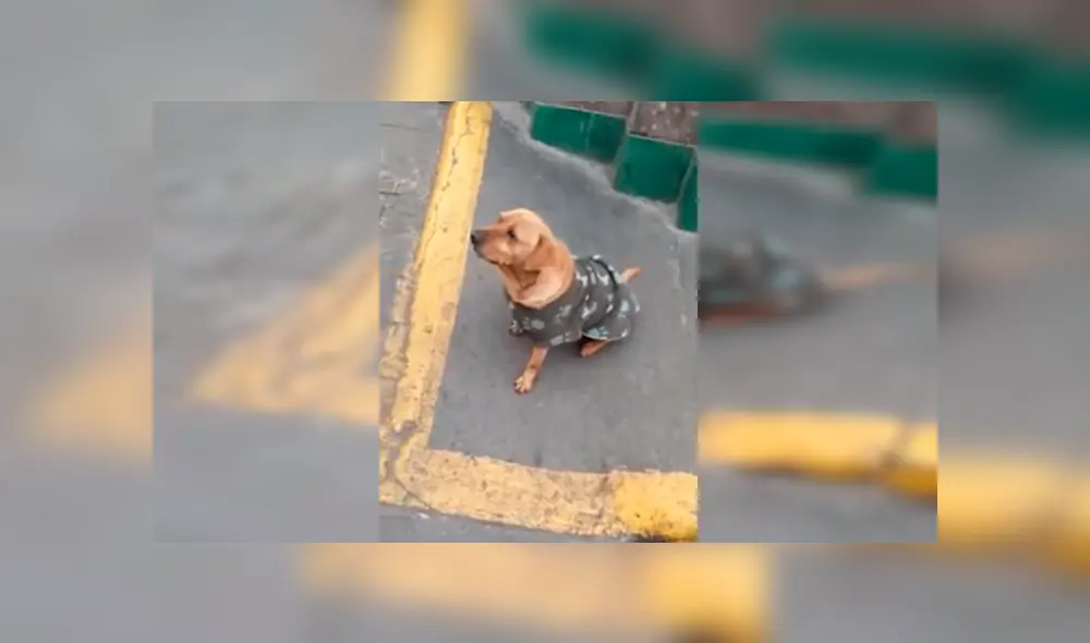 En Facebook, unos policías peruanos no tuvieron mejor idea que intervenir a un perro que actuó como un ‘delincuente’.