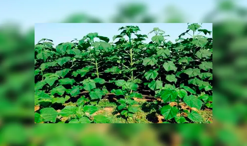 El kiri tiene un crecimiento muy rápido. El kiri tiene un crecimiento muy rápido.