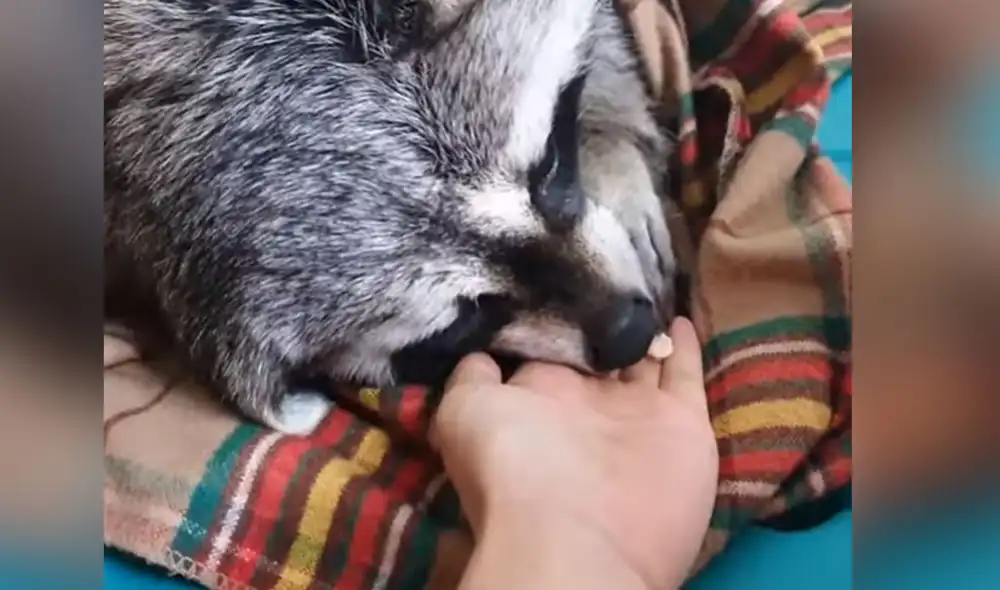 Desliza las imágenes para ver más sobre esta singular escena que se hizo viral en redes sociales. Foto: captura de YouTube