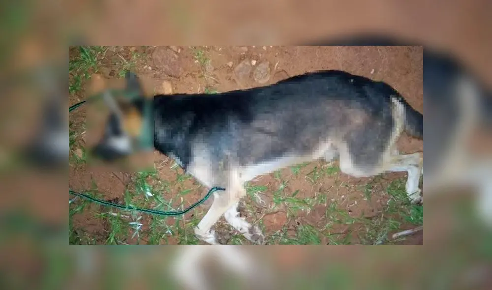 En Paraguay se encuentra vigente la ley de Protección y Bienestar Animal,
